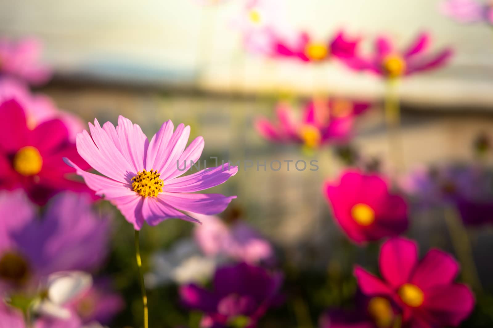  Beautiful Cosmos flowers in garden. Nature background.