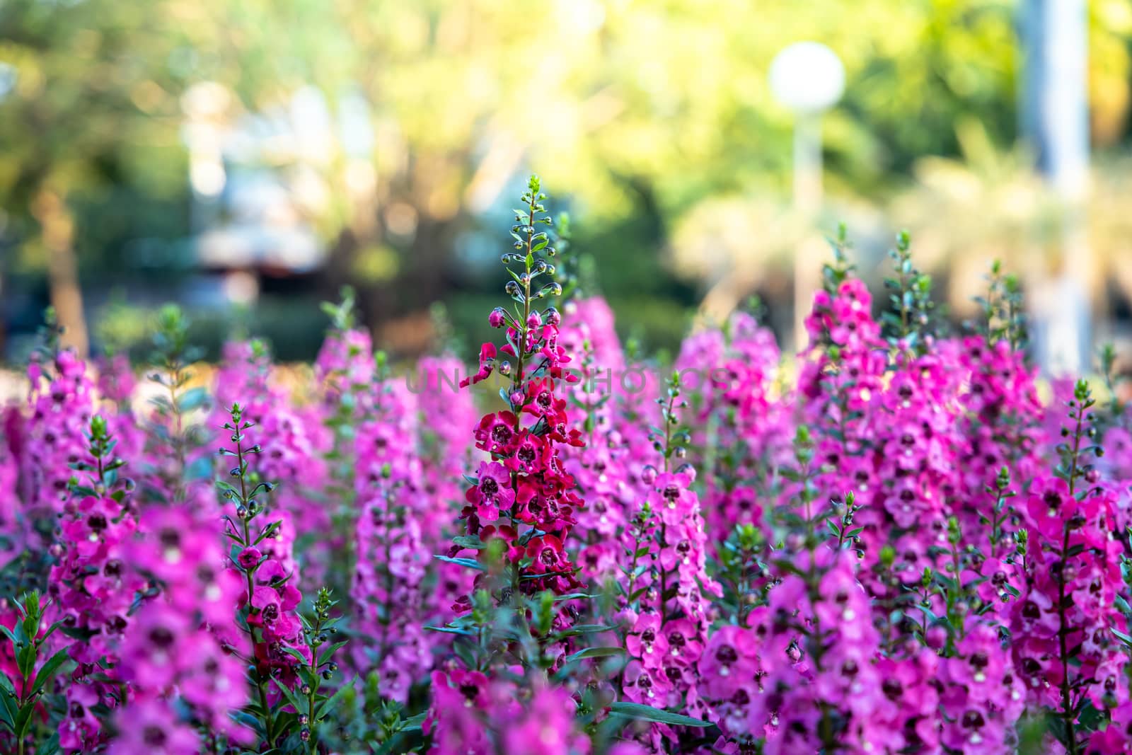 The background image of the colorful flowers, background nature