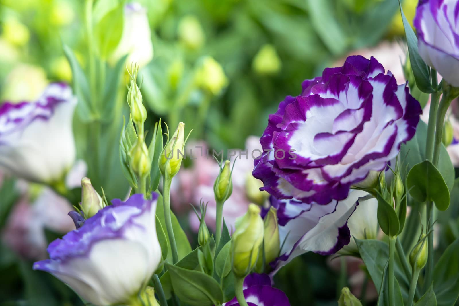 The background image of the colorful flowers, background nature