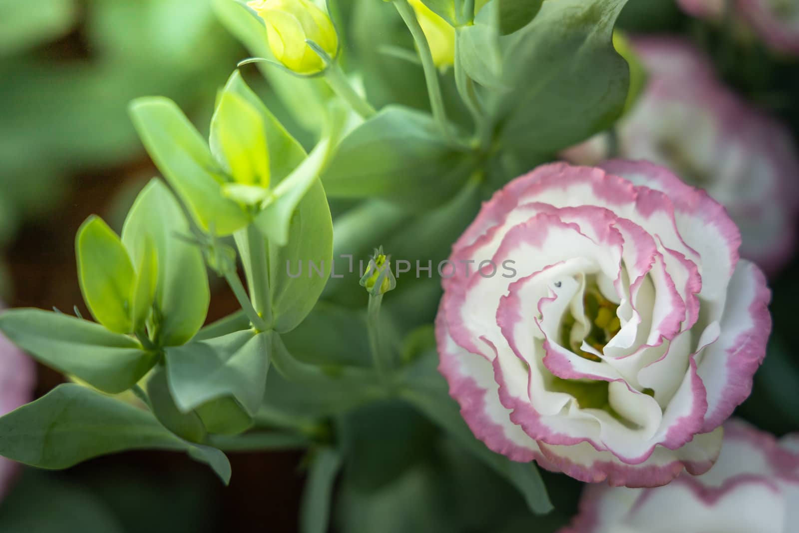 The background image of the colorful flowers, background nature