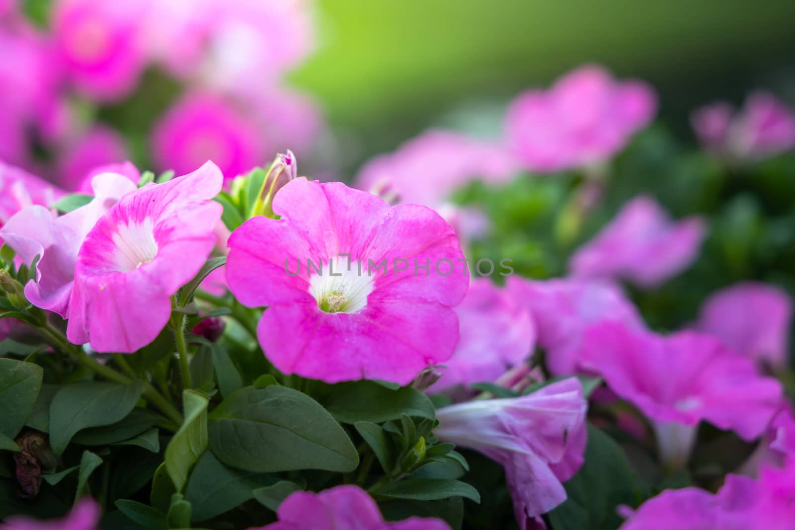 The background image of the colorful flowers, background nature