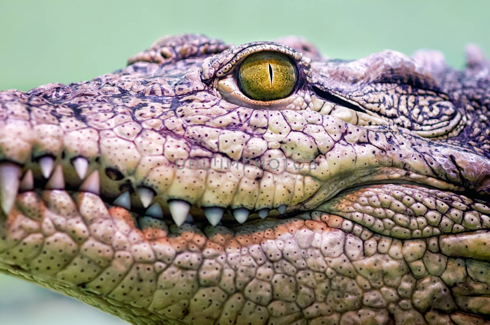 crocodile head with toothy mouth and yellow eye close up on a green background