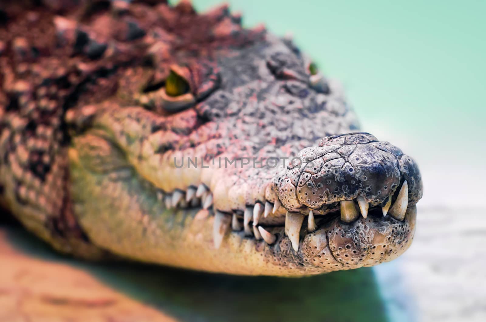 crocodile head with toothy mouth and yellow eye close up on a green background