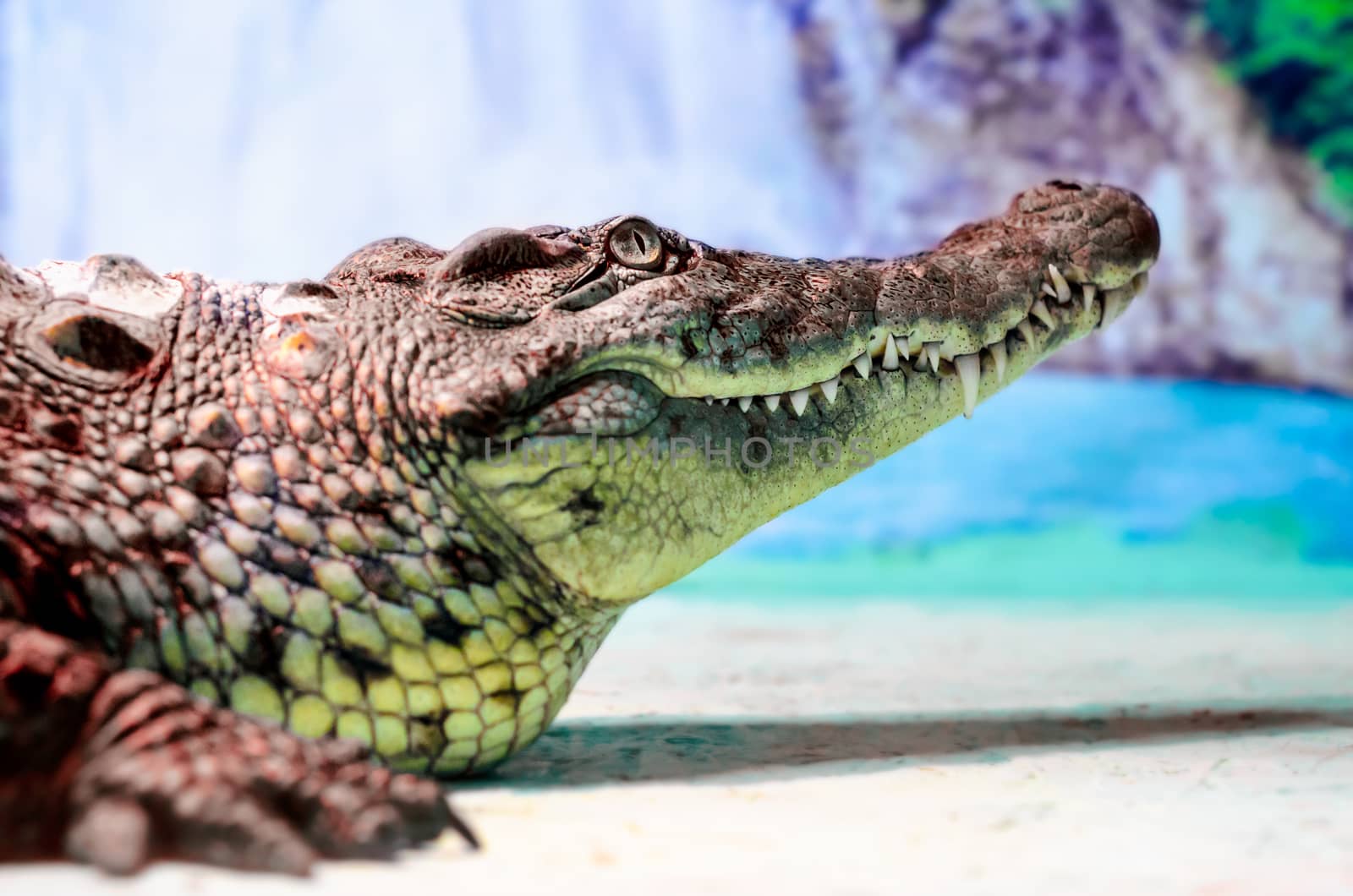 big crocodile head with toothy mouth and green eye close up