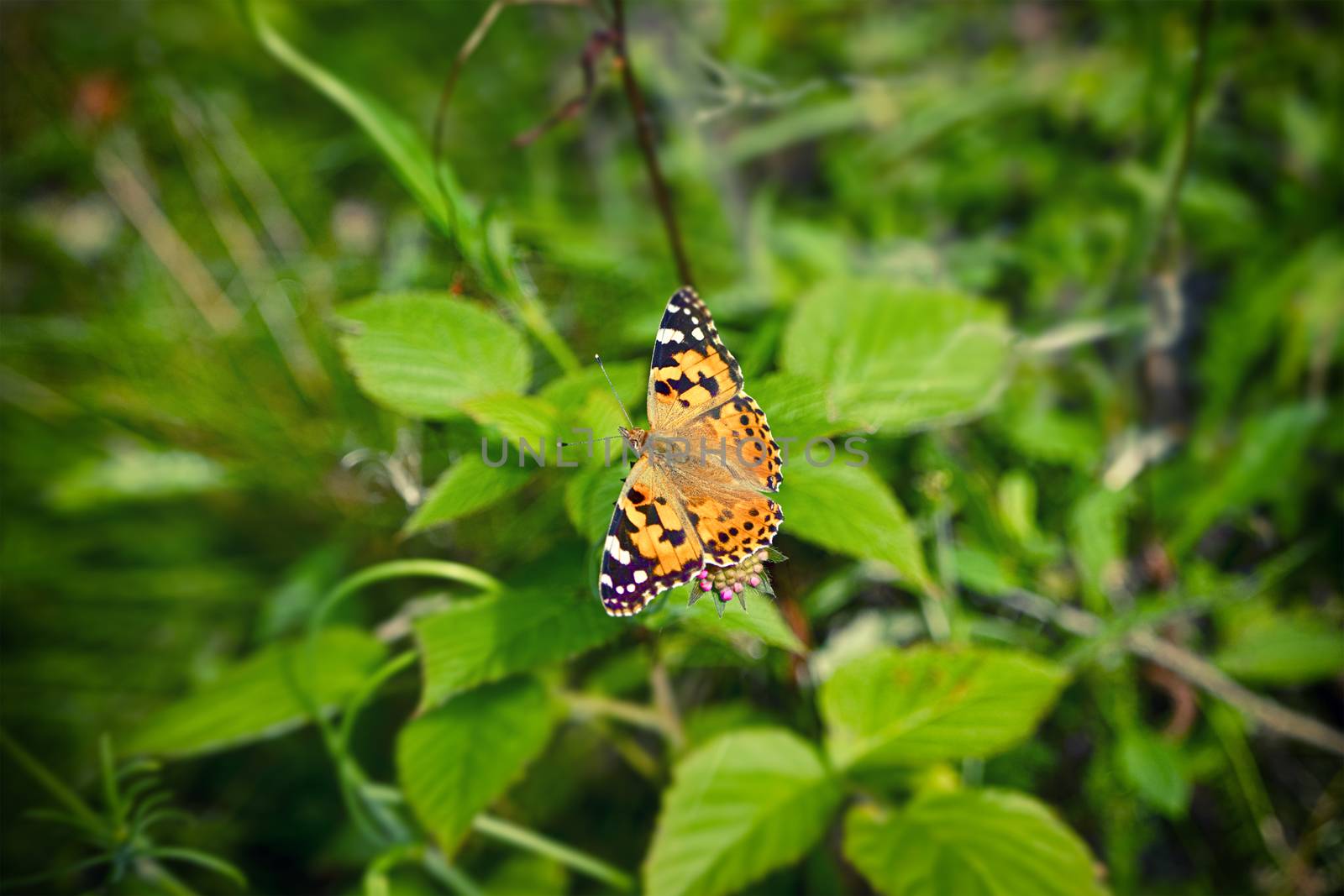 Vanessa Cardui butterfly on a pink flower in a green garden with the wings spread