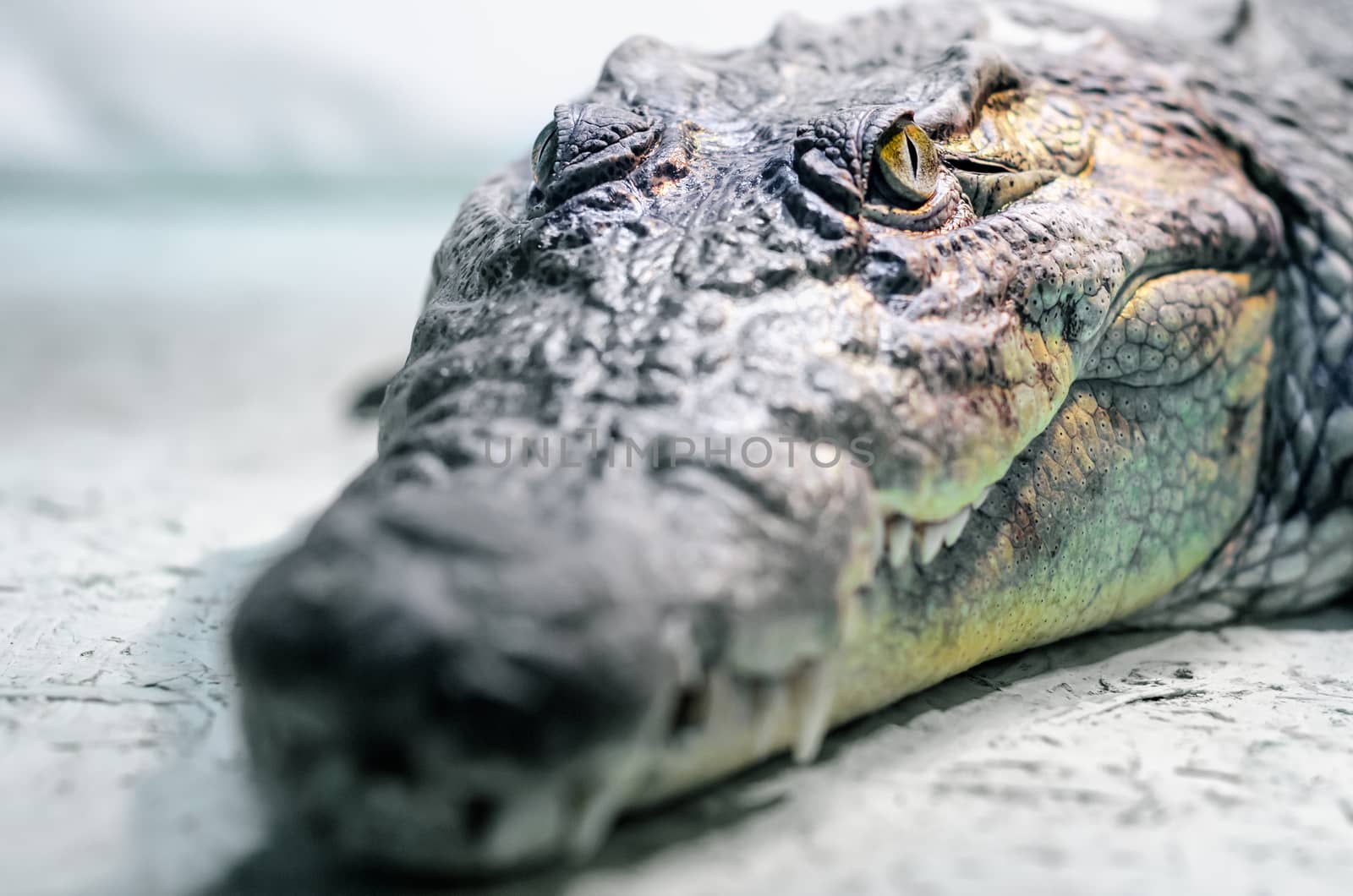 crocodile head with toothy mouth and yellow eye close up on a green background
