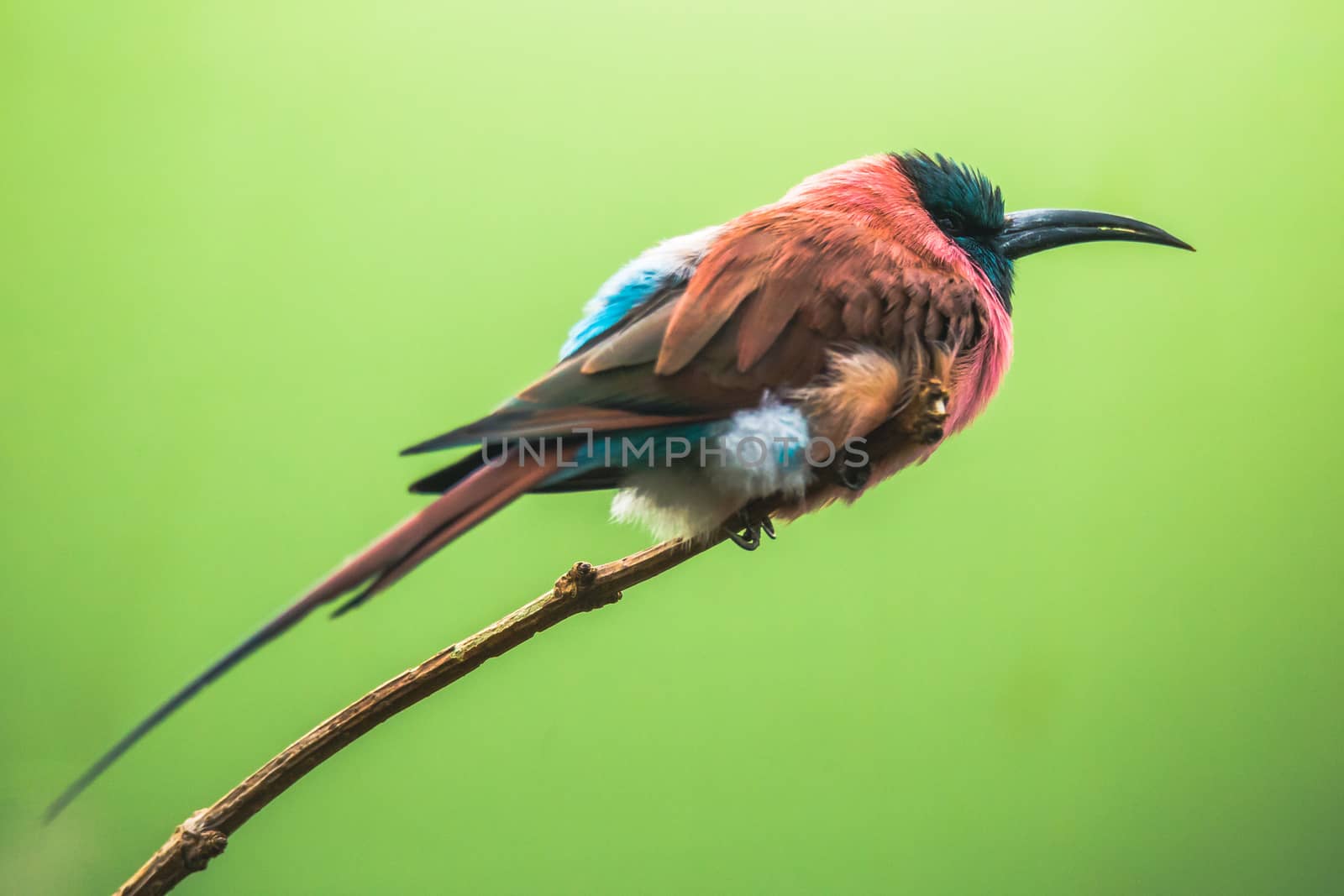 A Northern Carmine Bee-Eater Merops nubicus. This african bird eating is made up primarily of bees and other flying insects, such as grasshoppers and locusts. by petrsvoboda91