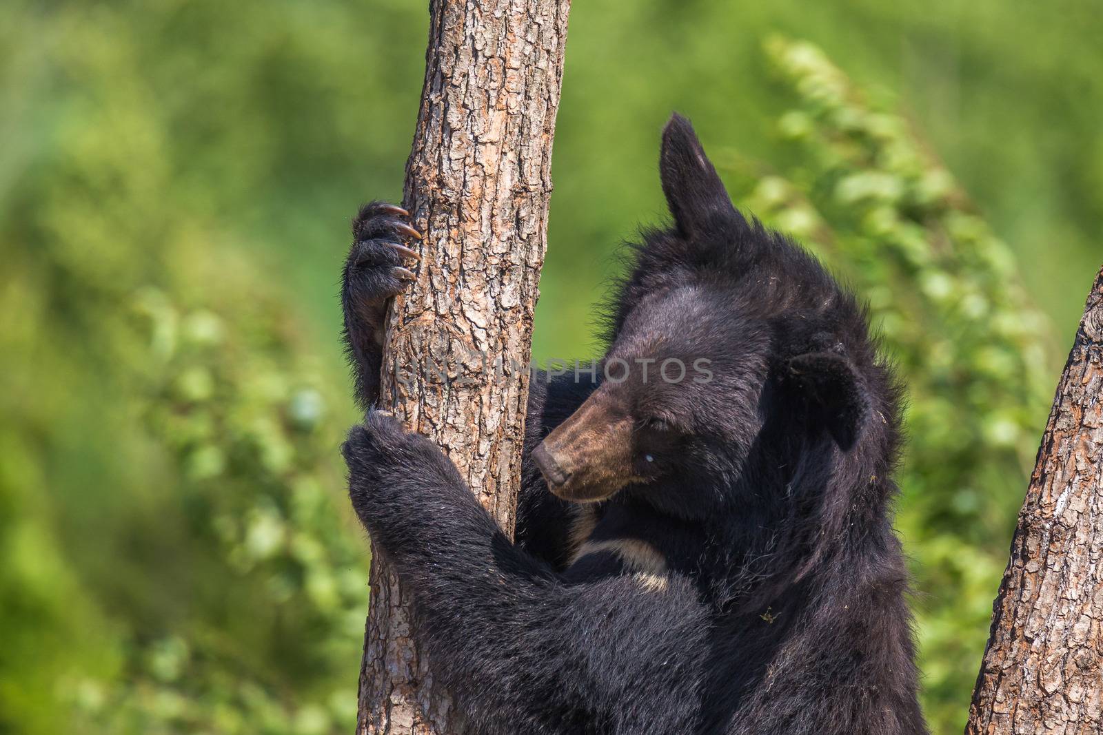 Black Bear climbing a tree on a sunny day by petrsvoboda91