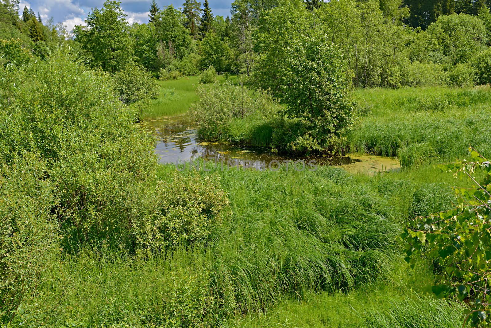 Green luscious grass and lush bushes in the floodplain of the waterlogged river.