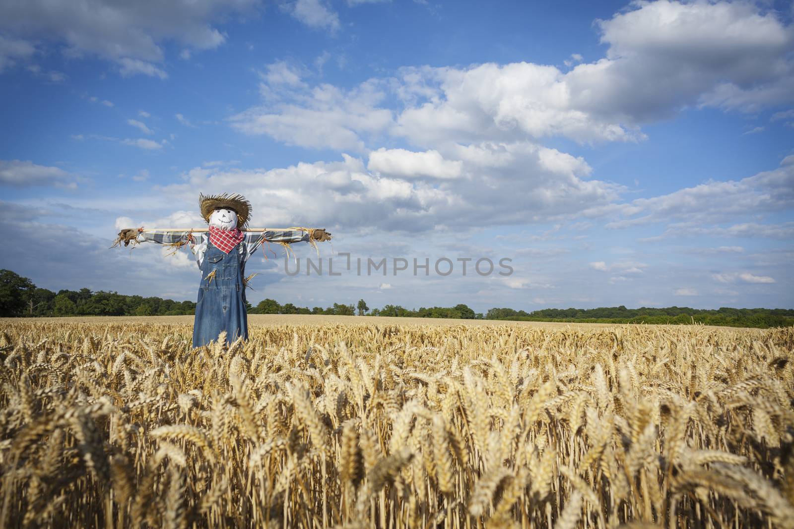 Scarecrow in a Wheatfield by conceptualmotion