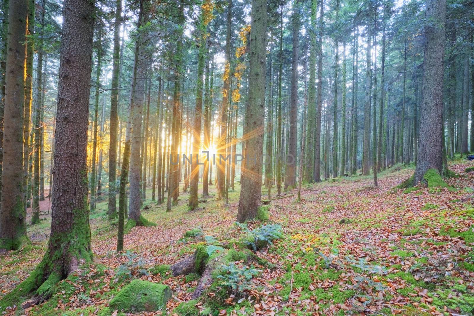 Sunset in a forest
Switzerland