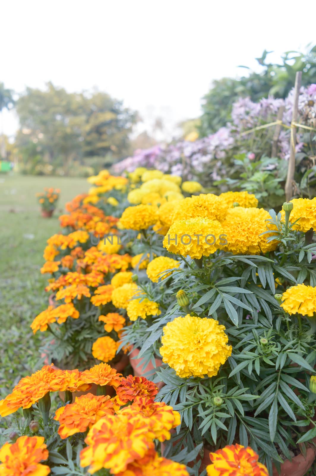 Marigold Flower (Tagetes Erecta) Nursery Plant in bloom in late spring in a formal flower garden. by sudiptabhowmick