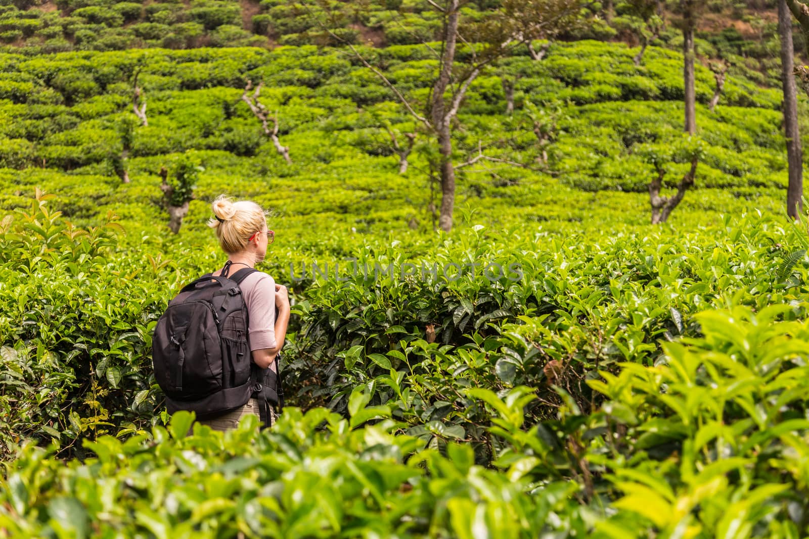 Active caucasian blonde woman enjoing fresh air and pristine nature while tracking among tea plantaitons near Ella, Sri Lanka. Bacpecking outdoors tourist adventure by kasto