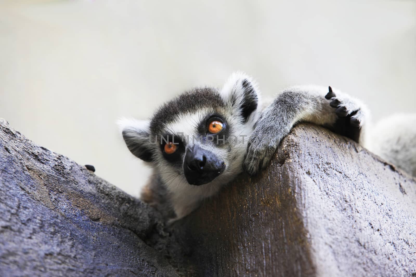 Portrait of a catta lemur close-up