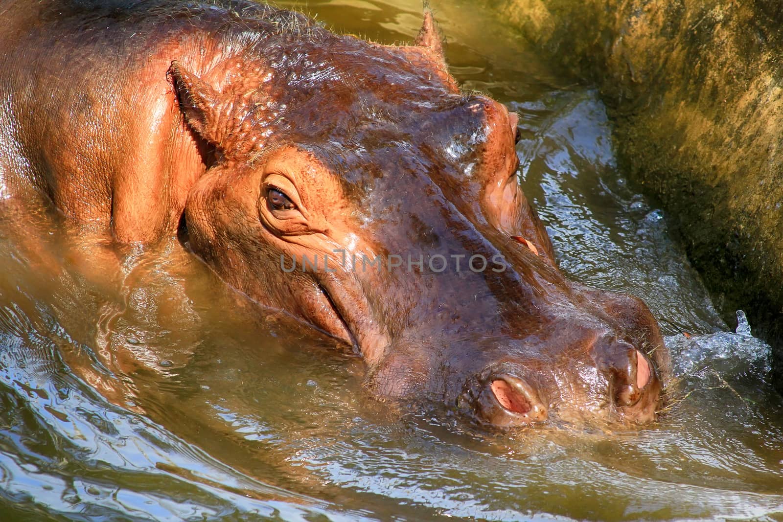 Hippopotamus head just above water, showing big eye and hairs on by friday