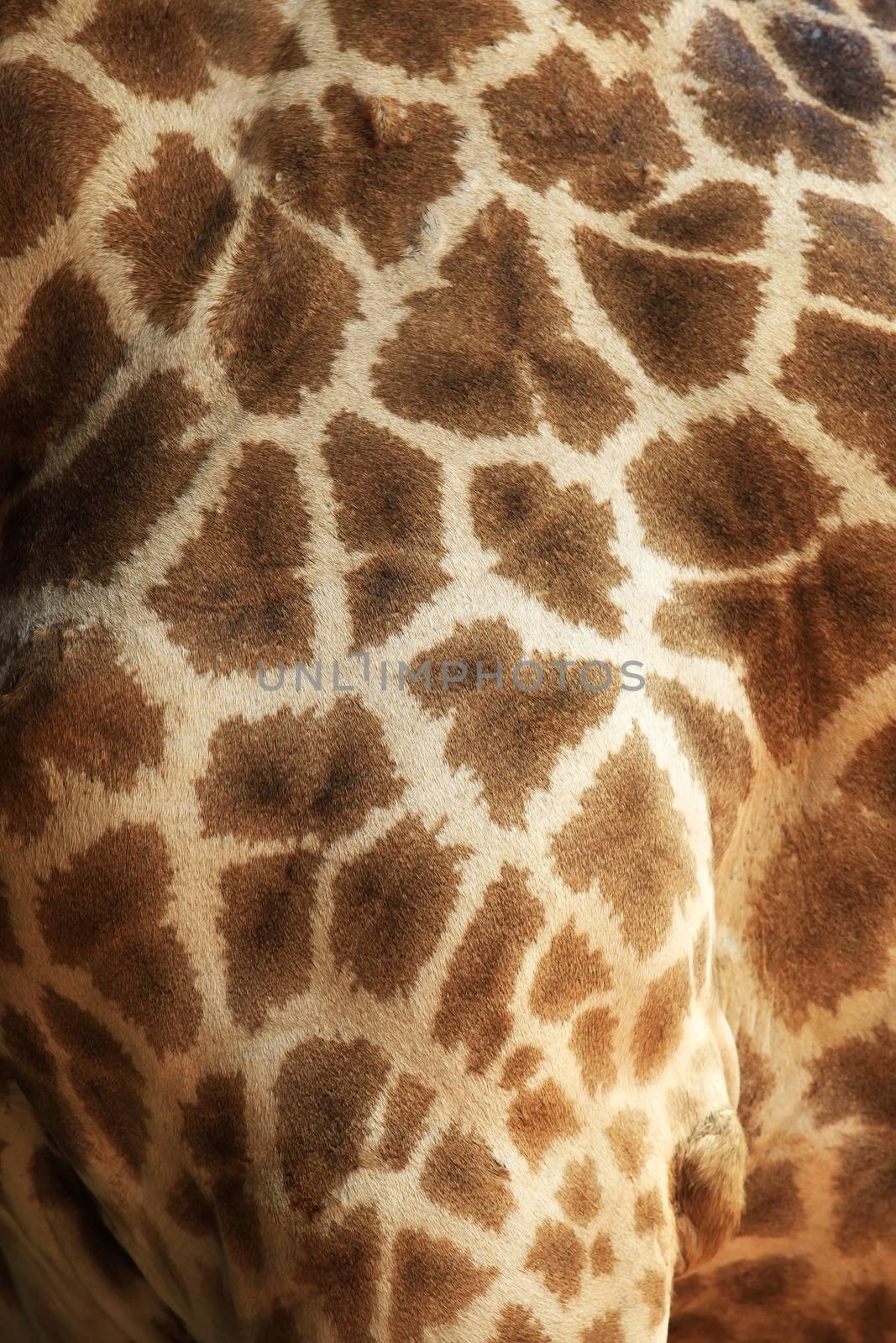 Close up of giraffe fur