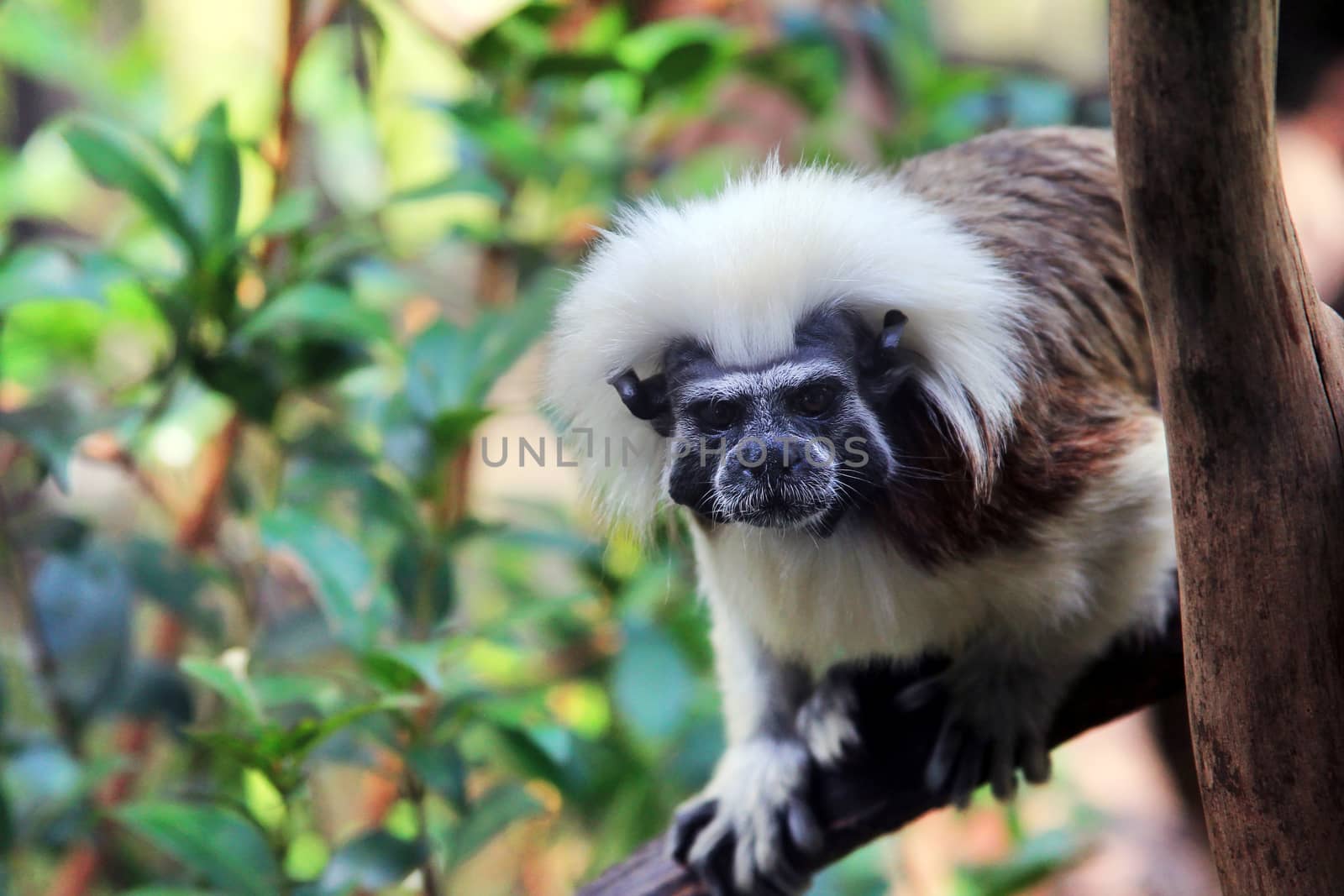 Closeup of the face of a cotton top tamarin monkey by friday
