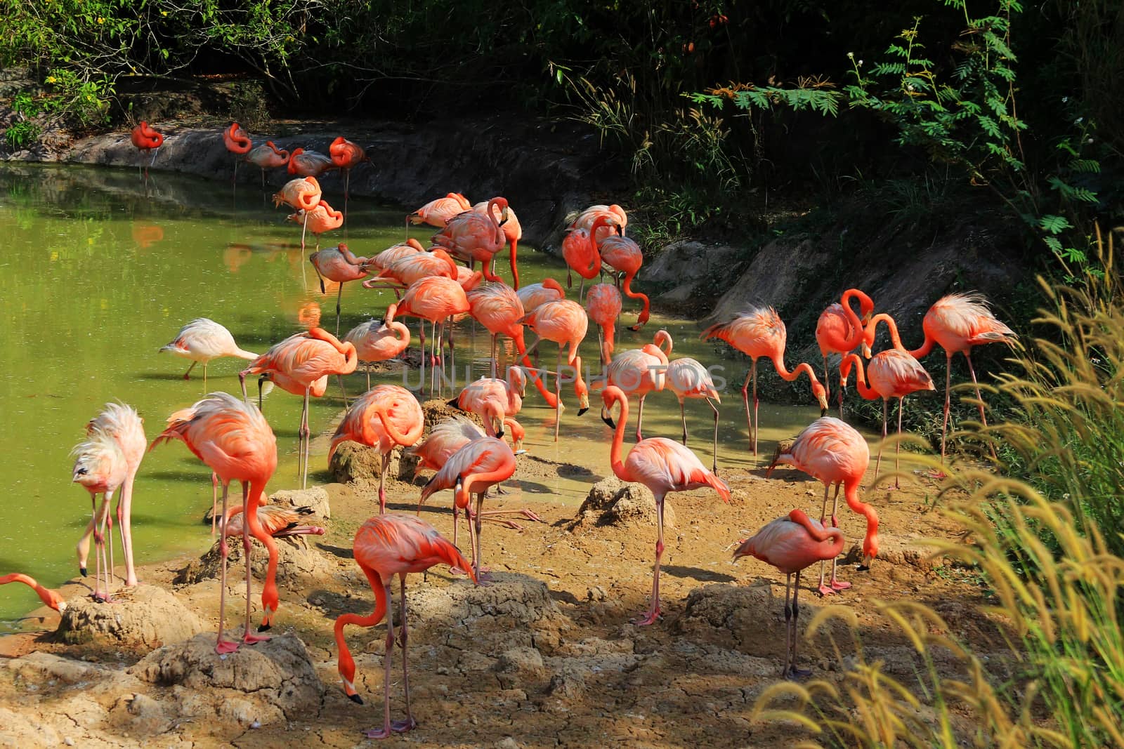 Flock of flamingos in water