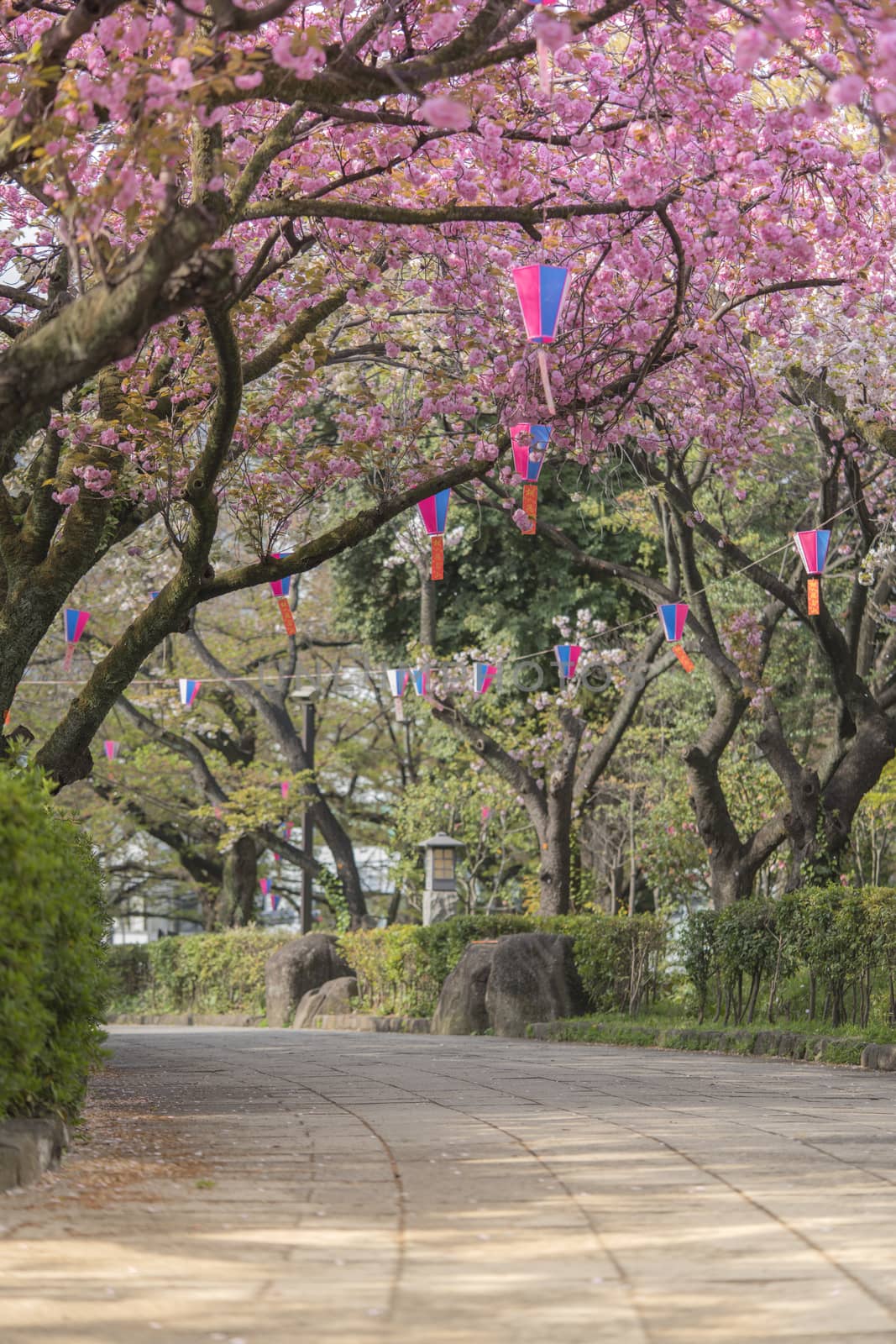 Cherry blossoms of Asukayama Park in Kita district, north of Tokyo. The park was created in the 18th century by Tokugawa Yoshimune who planted 1270 cherry trees to entertain the people during the Hanami Spring Festival. It currently has 650 cherry trees mainly of the type Somei Yoshino.