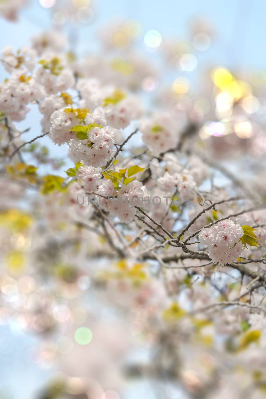 White Somei Yoshino cherry blossoms in bloom with pale bokeh by kuremo