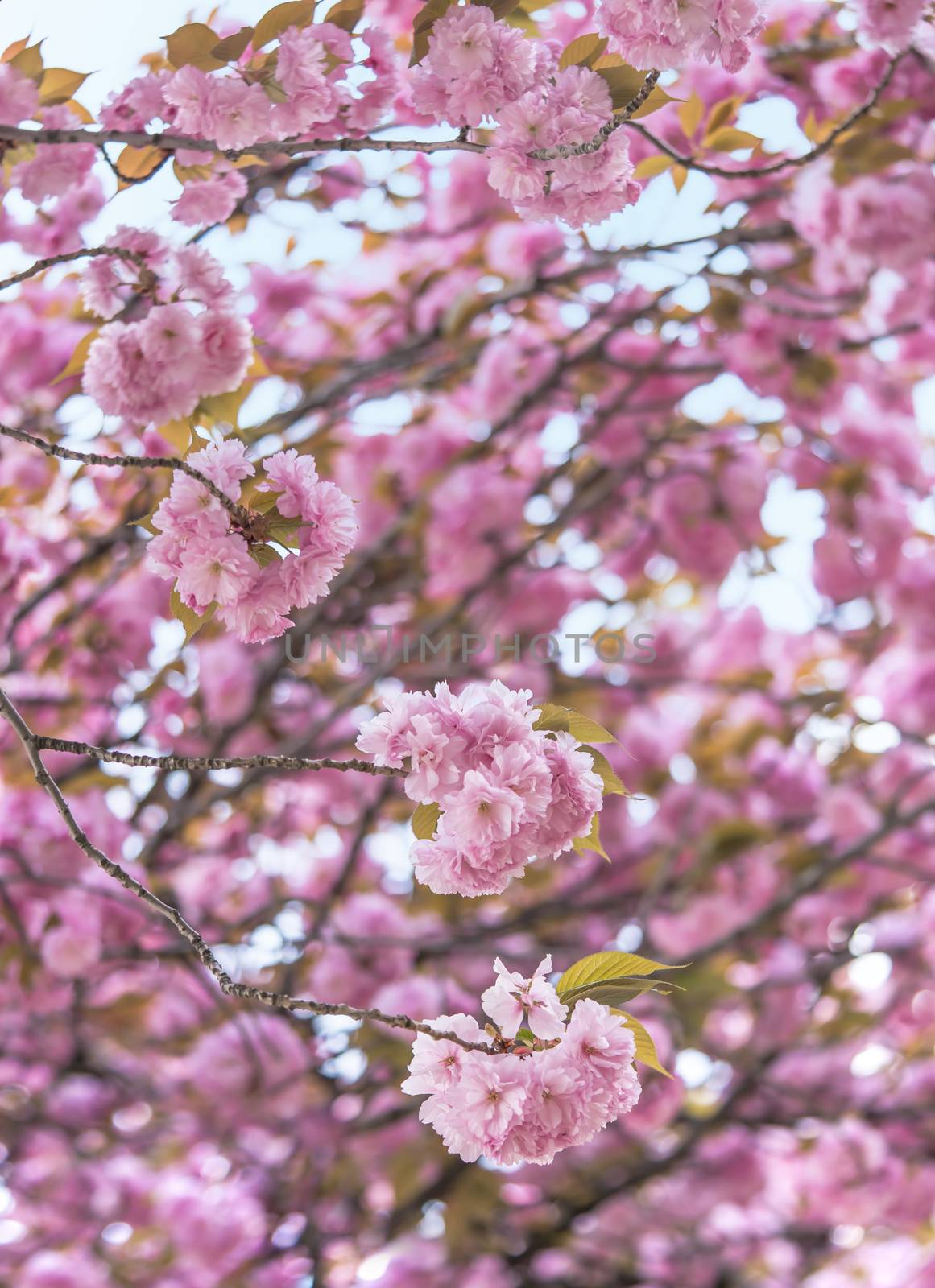 Pink cherry blossoms balls flowers Asukayama park by kuremo