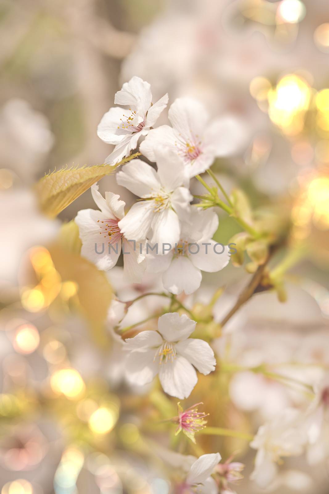 Close-up on white somei yoshino cherry blossom with pale bokeh by kuremo