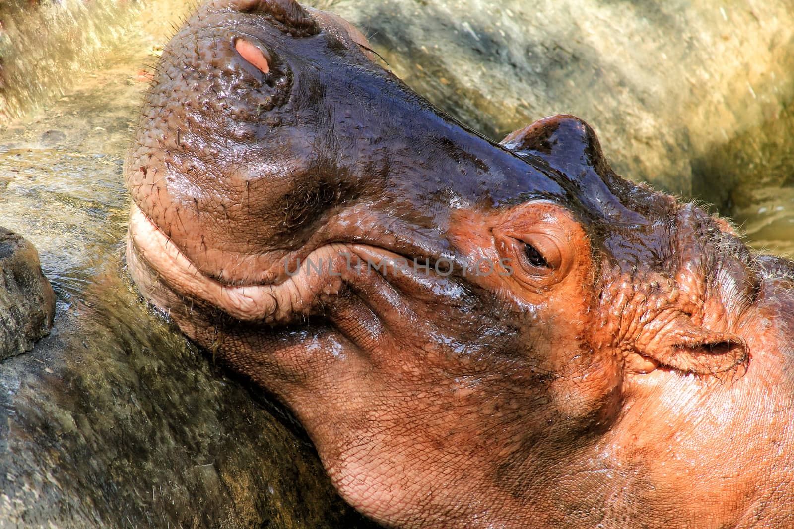 Hippopotamus head just above water, showing big eye and hairs on by friday