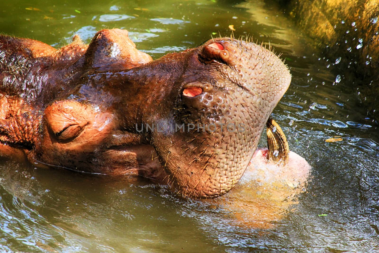 Hippopotamus head just above water, showing big eye and hairs on by friday