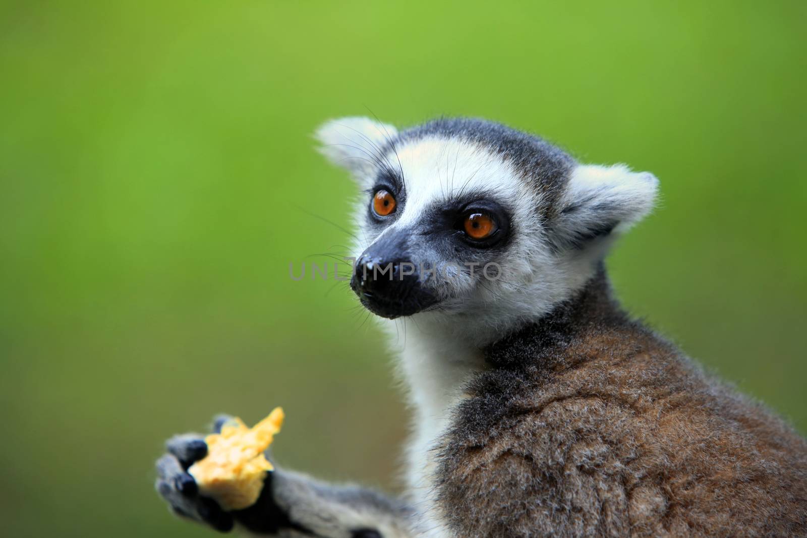 Portrait of a catta lemur close-up