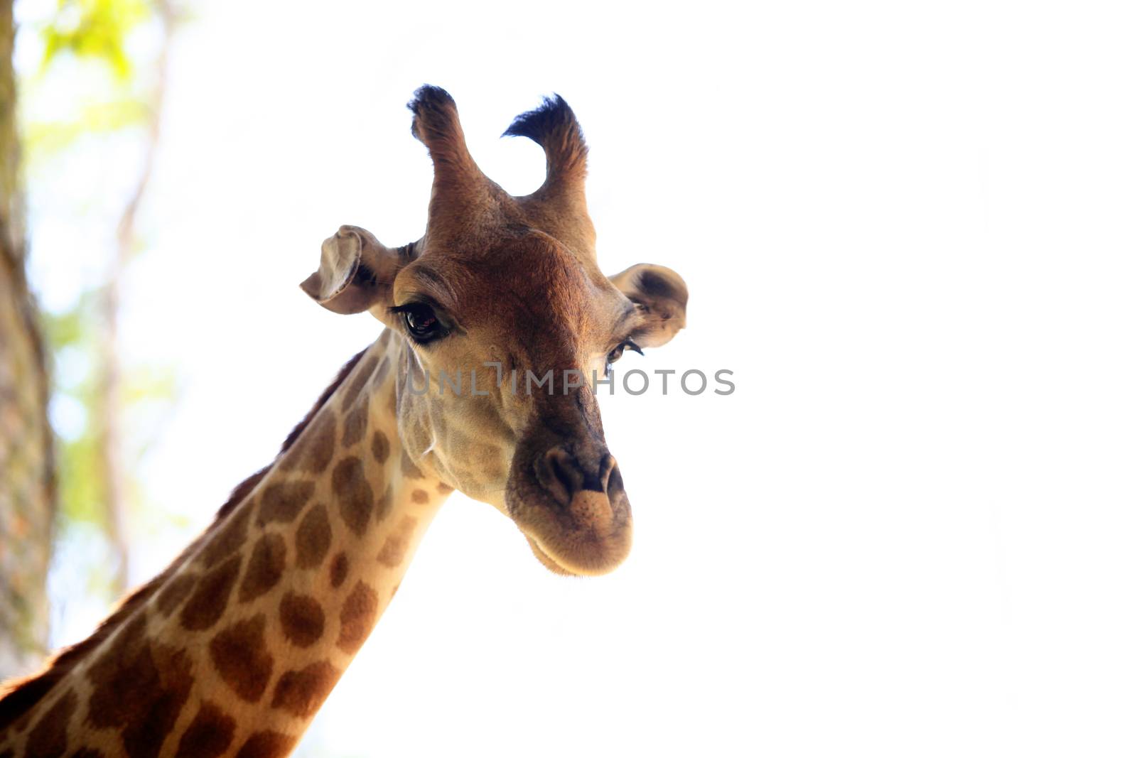 Close-up of a giraffe by friday