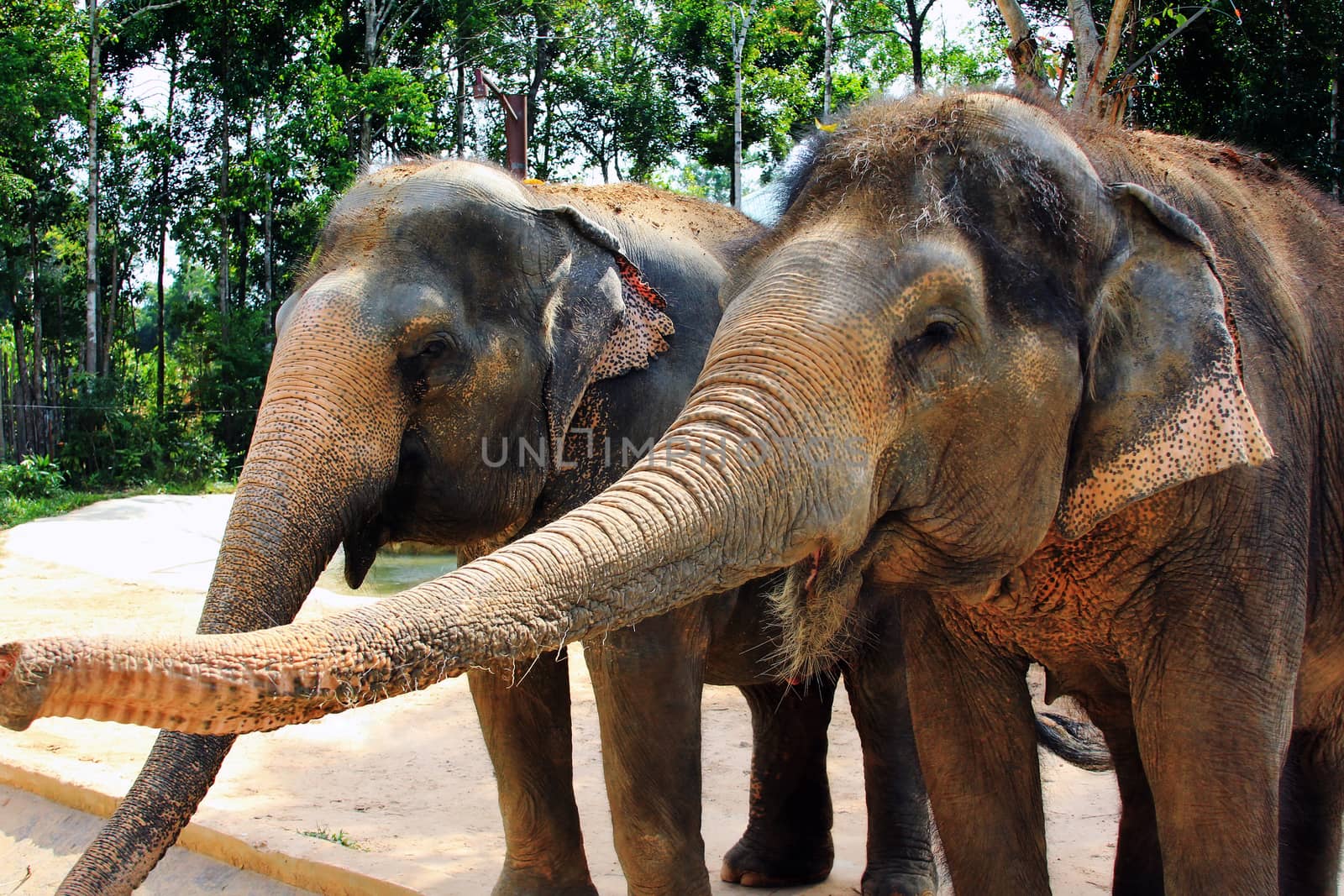 Close-up view of two Asiatic elephants, with muddy skin, standing very close to each other, touching their trunks on each other's faces, including inside the mouth. They are in a rural tropical setting, in southeast Asia.