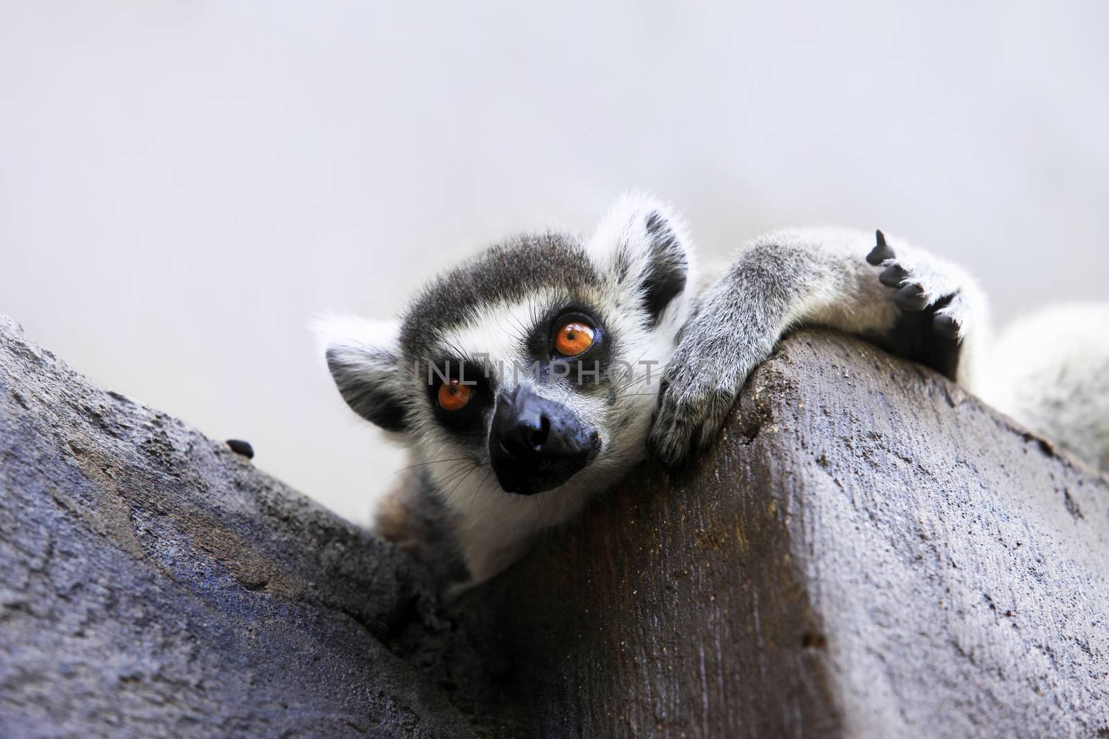 Portrait of a catta lemur close-up by friday