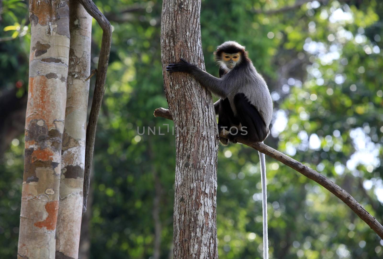 Monkey on a tree in a zoo. Vietnam, Phu Quoc