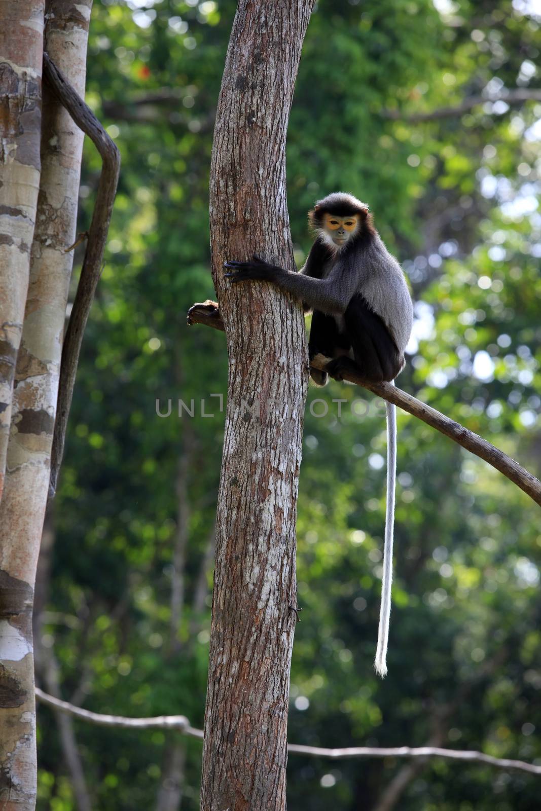 Monkey on a tree in a zoo. Vietnam, Phu Quoc