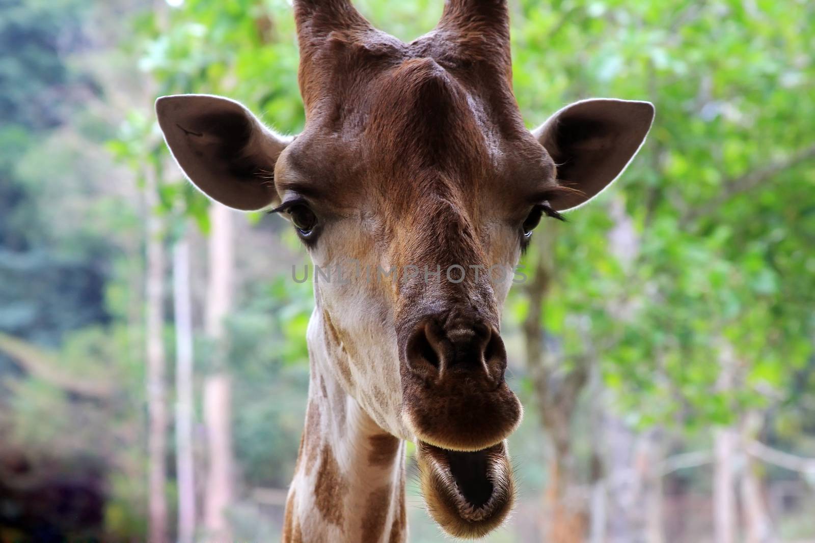 Close-up of a giraffe by friday