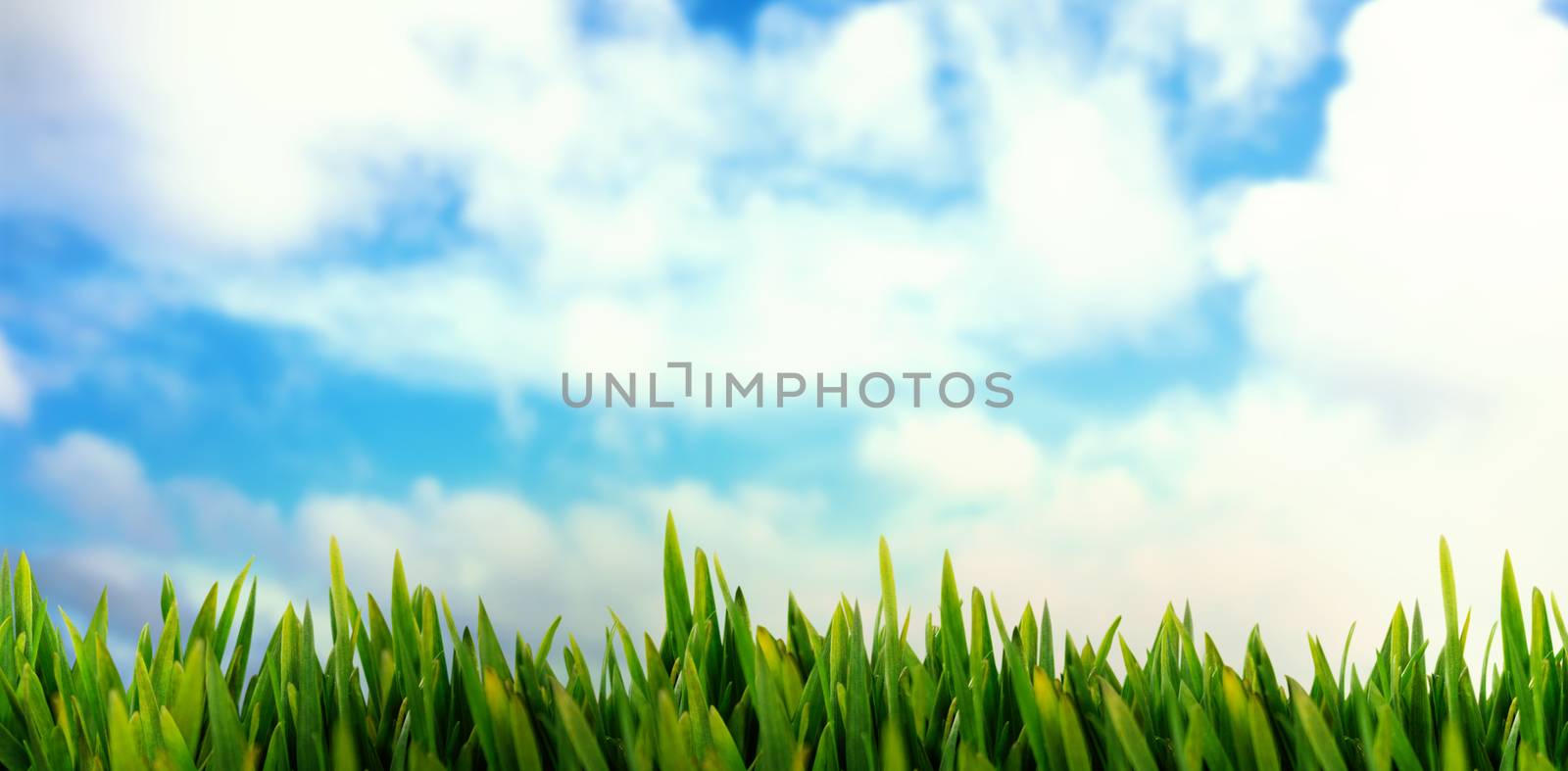 Grass growing outdoors against blue sky with white clouds