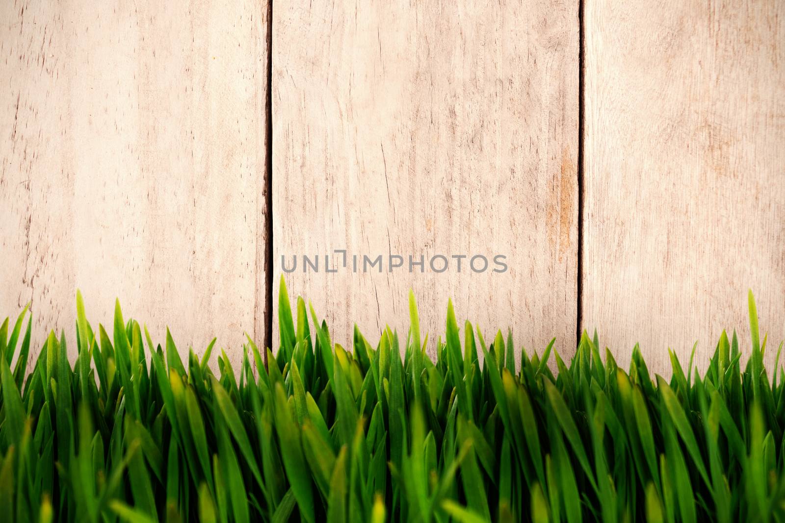 Grass growing outdoors against wood panelling