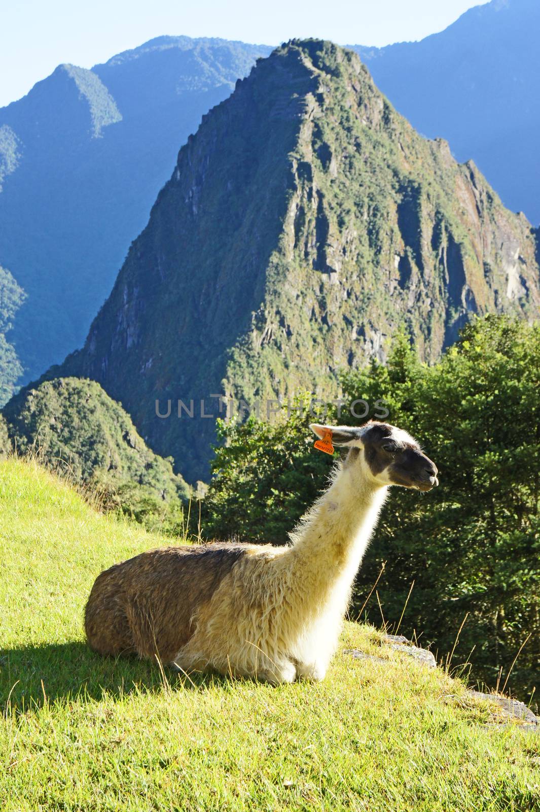 Llamas at Machu Picchu by Suchan