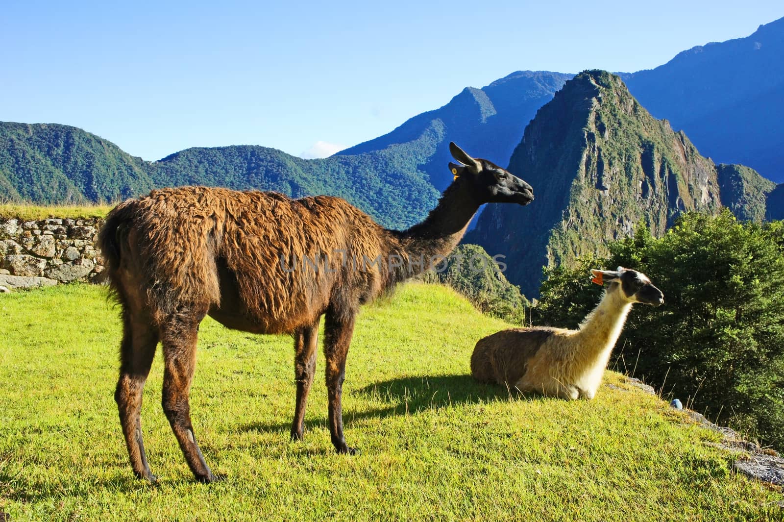 Llamas at Machu Picchu by Suchan