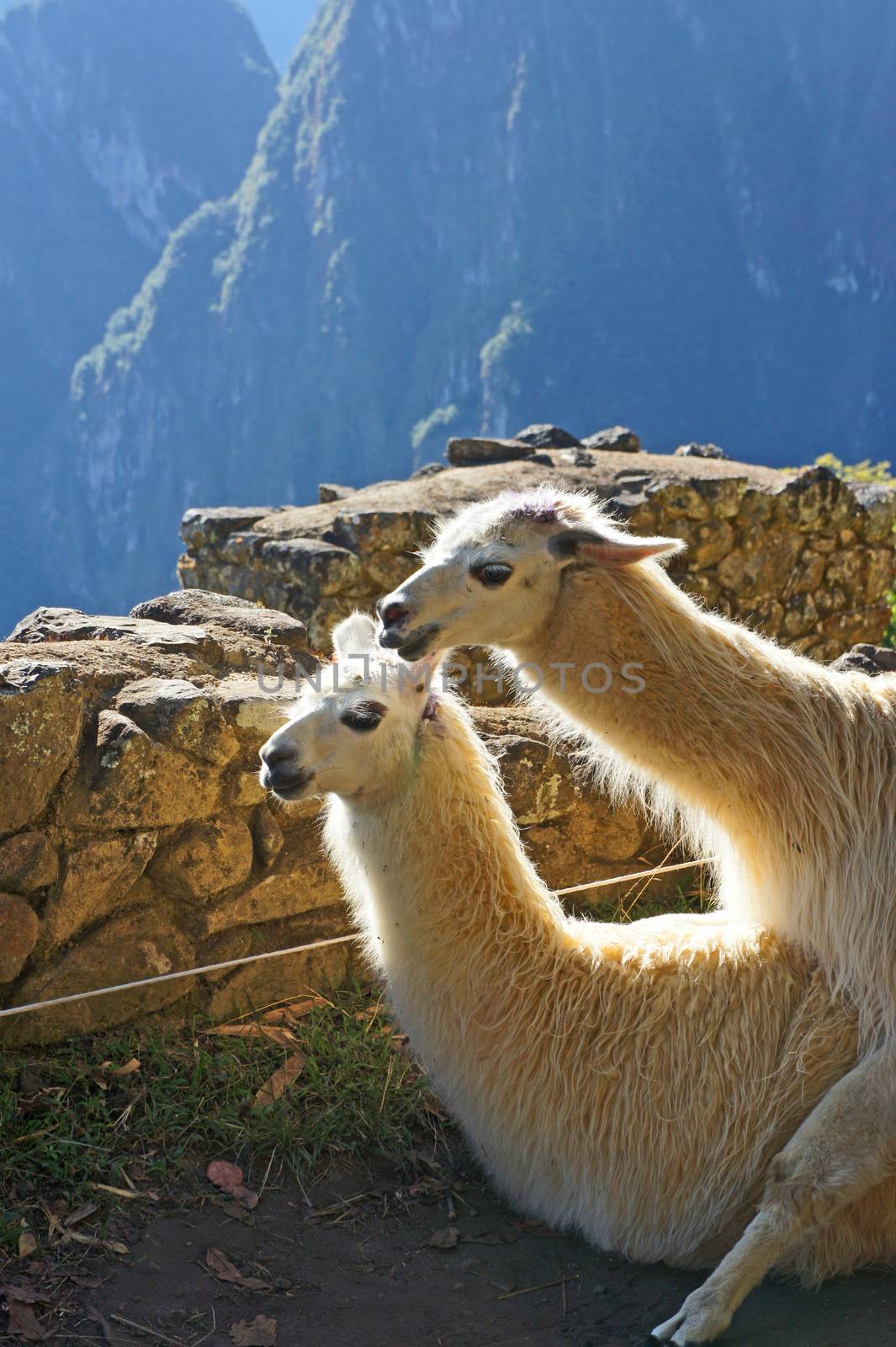 Llamas at Machu Picchu by Suchan