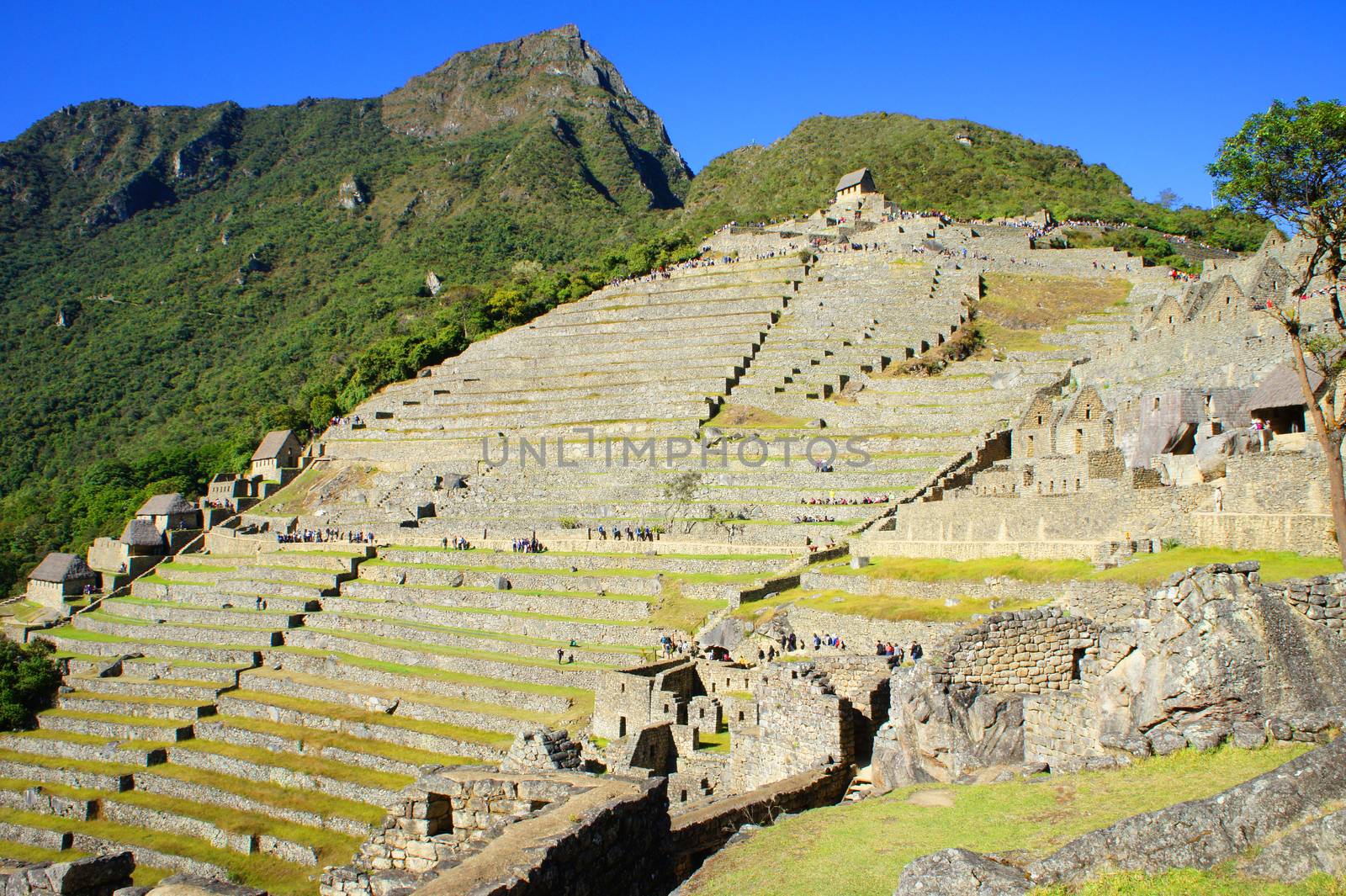 Terraces used for farming by Incans at Machu Picchu