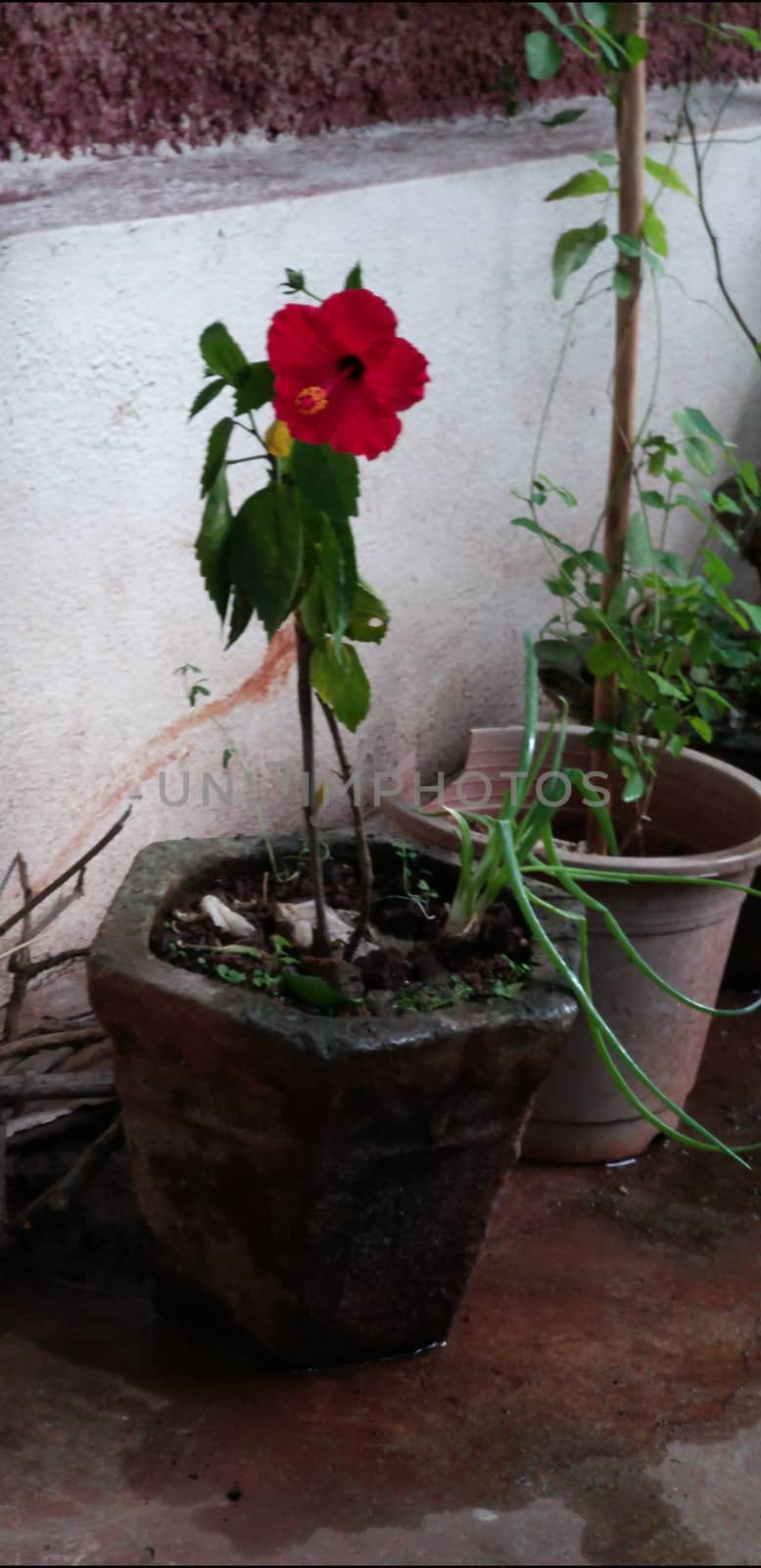 a red hibiscus in the garden by gswagh71