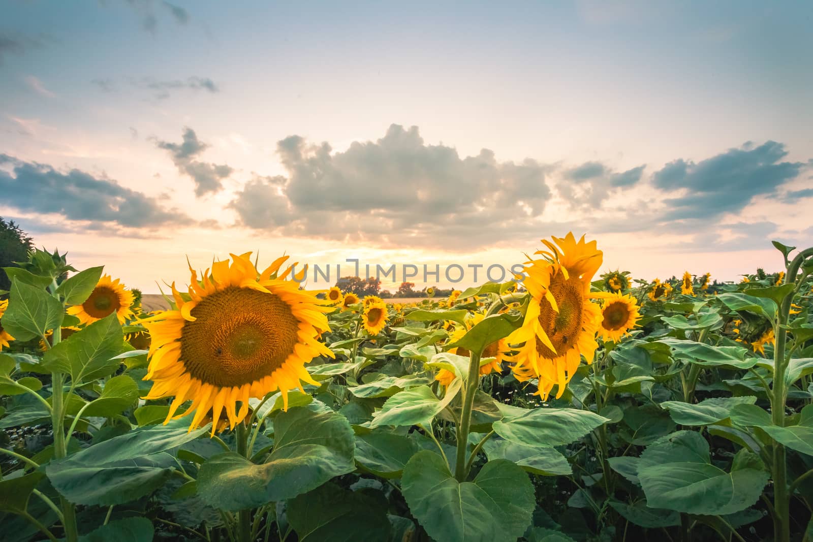 Sunflower fields in warm evening light