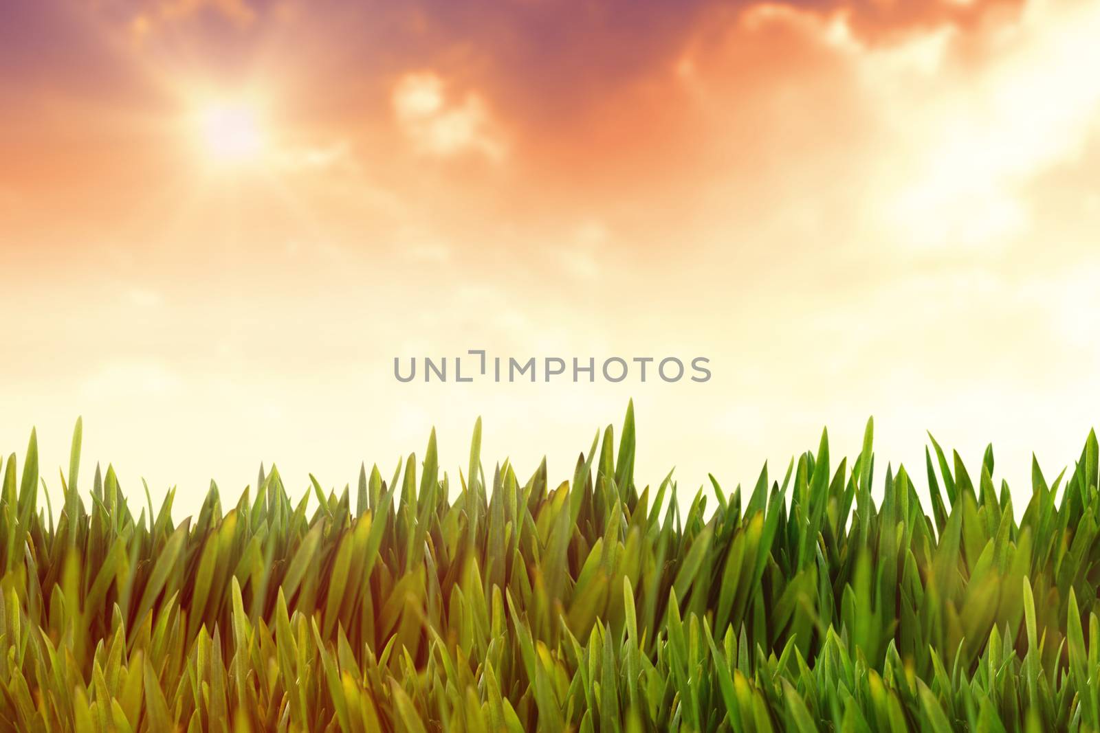 Grass growing outdoors against sunset with clouds