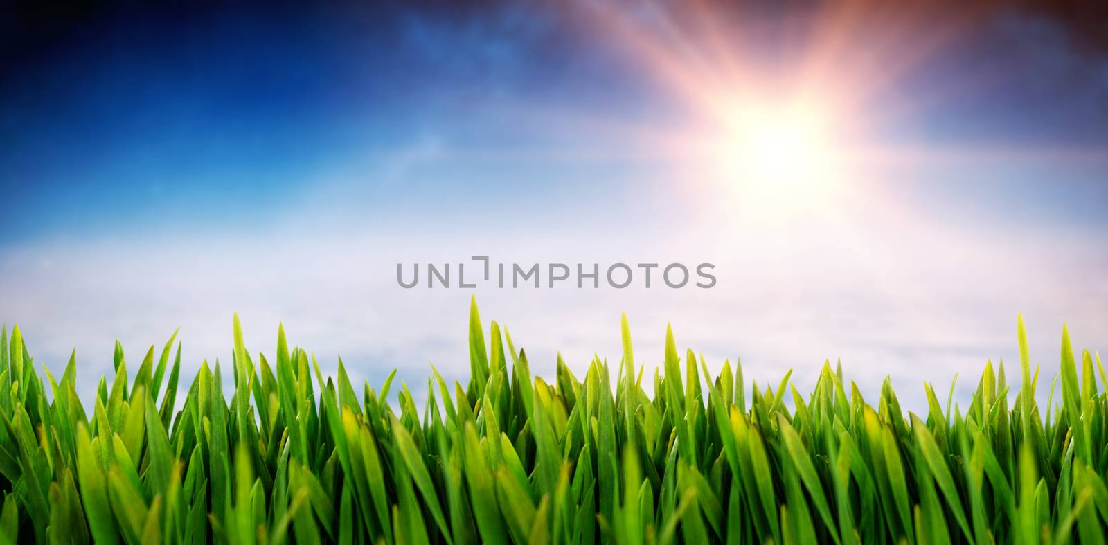 Grass growing outdoors against white clouds under blue sky