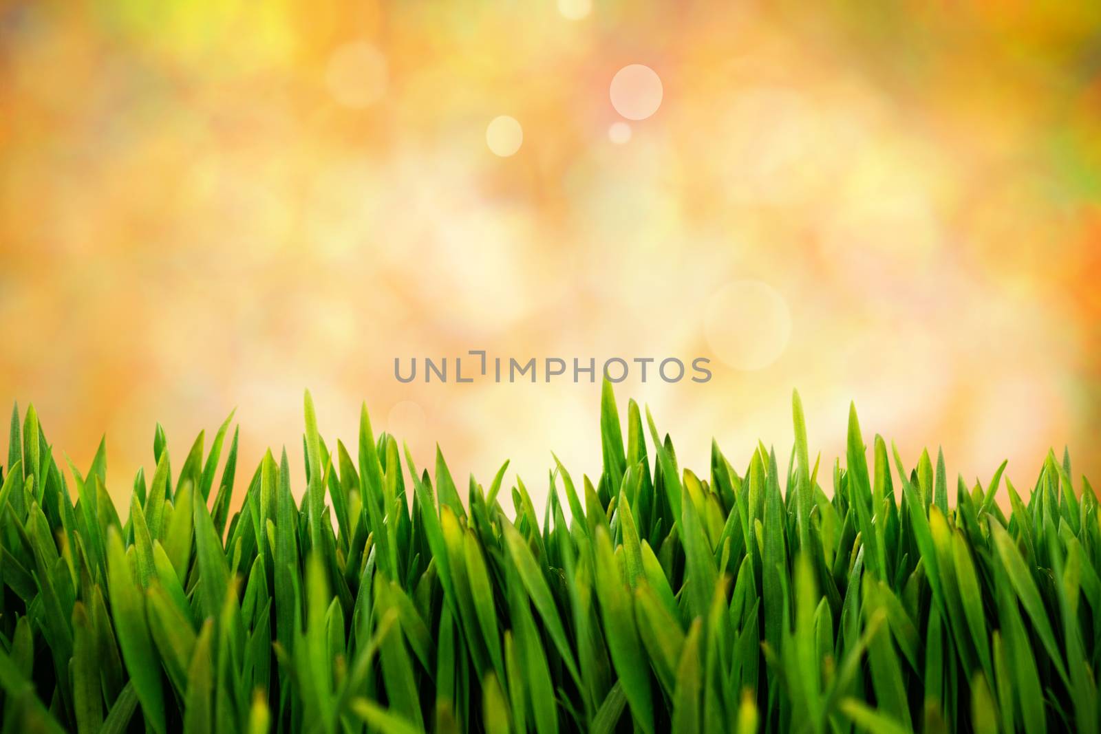 Grass growing outdoors against glowing lights behind field