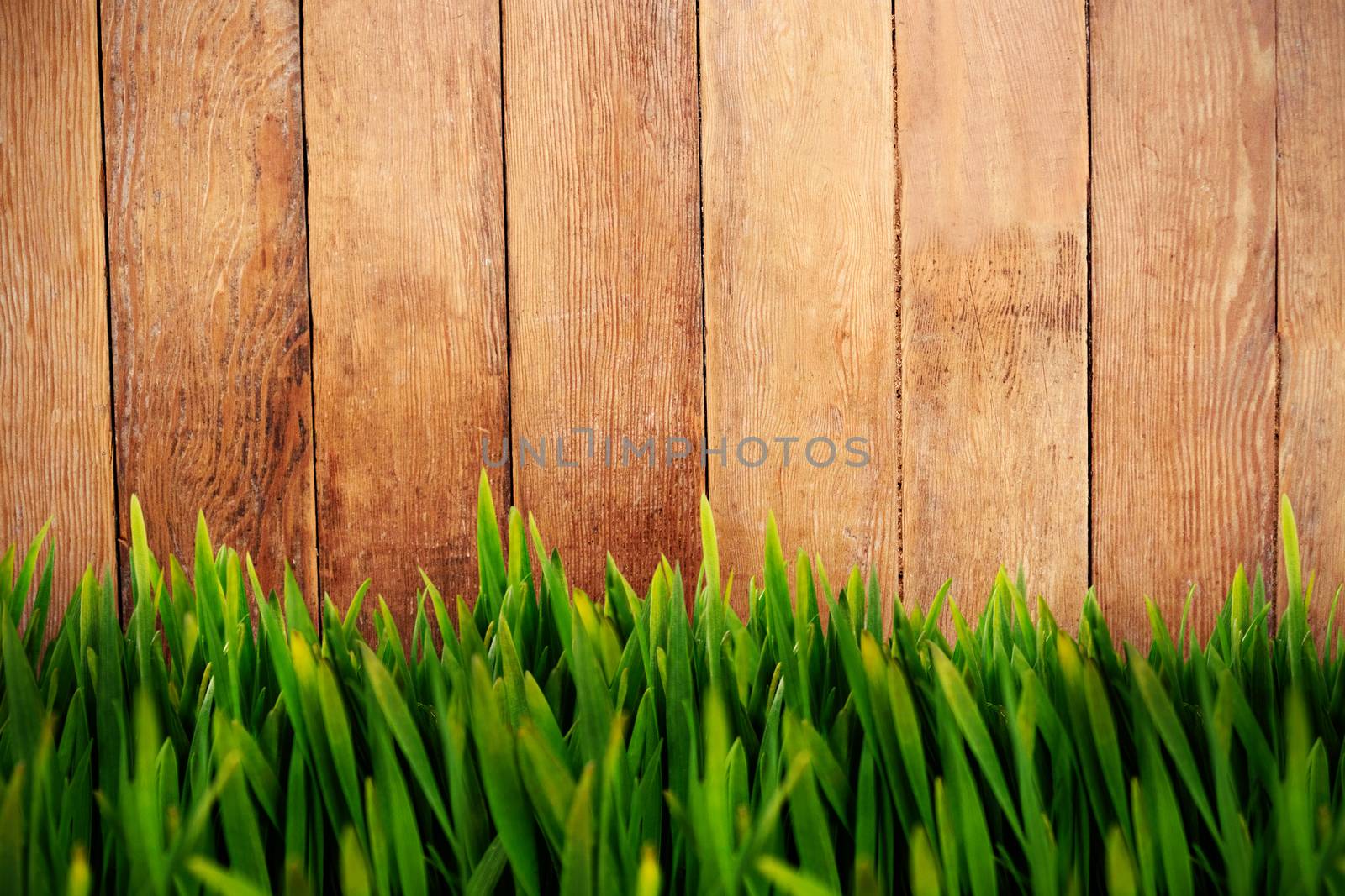 Grass growing outdoors against wood panelling