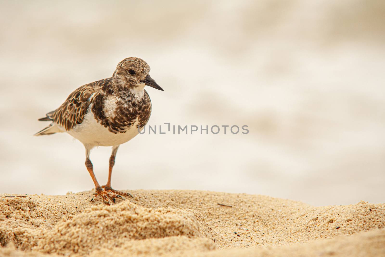 Dulus dominicus on Beach in search of food