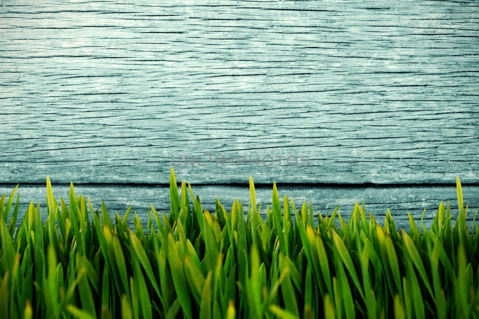 Grass growing outdoors against wood