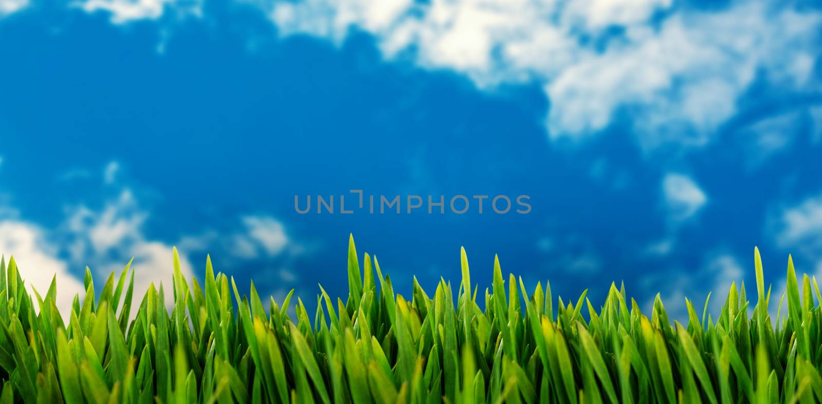 Grass growing outdoors against view of beautiful sky and clouds